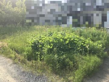 現地土地写真(2025年5月)