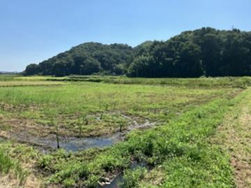 現地土地写真(2025年9月)