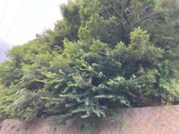 現地土地写真(2026年7月)