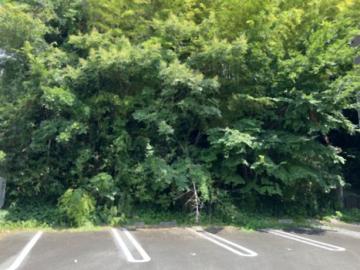 現地土地写真(2026年8月)
