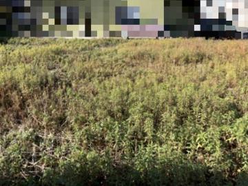 現地土地写真(2026年1月)